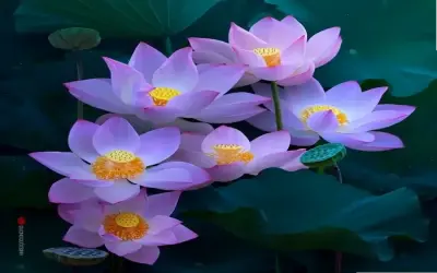 Hành Trình Khám Phá Hoa Sen Chùa: Từ Hình Ảnh Đến Tâm Linh