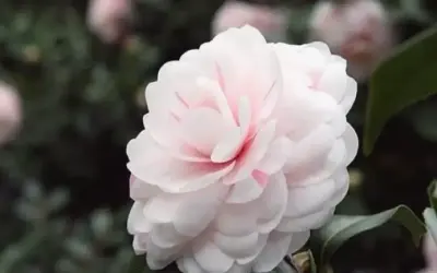 Khám Phá Lợi Ích Của Hoa Bạch Trà Cho Sự Phát Triển Bản Thân