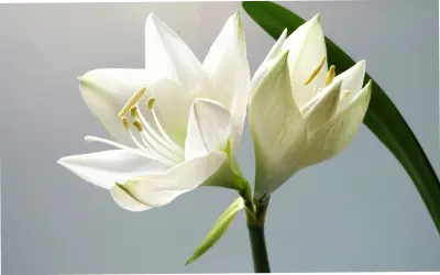 Hoa Huệ Tây: Cách Làm Mới Không Gian Làm Việc Cho Doanh Nhân Bận Rộn