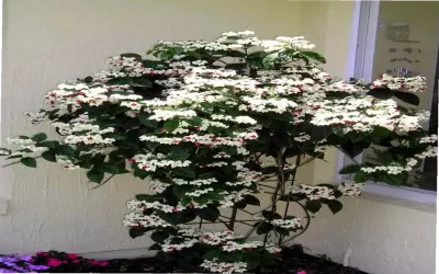 Khám Phá Hoa Ngọc Nữ: Hình Ảnh Đẹp Và Cách Trang Trí Ấn Tượng