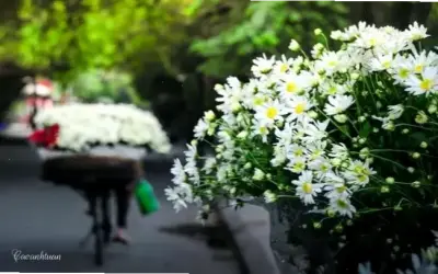 Hoa Cúc Họa Mi: Khám Phá Vẻ Đẹp Và Lợi Ích Cho Sự Phát Triển Bản Thân