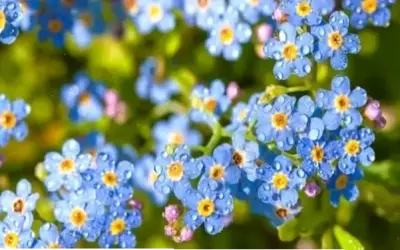 Khám Phá Vẻ Đẹp Mê Hoặc Của Hoa Lưu Ly Và Những Ứng Dụng Thú Vị