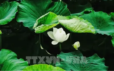 Khám Phá Bí Ẩn Của Hoa Sen: Nguồn Cảm Hứng Cho Sự Phát Triển Bản Thân