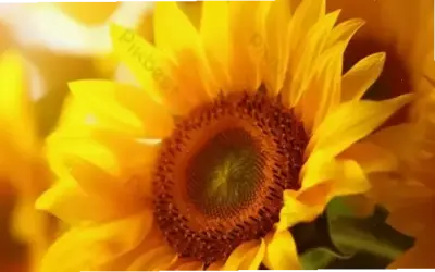 Khám Phá Vẻ Đẹp Cận Cảnh Của Hoa Hướng Dương Chụp Cận