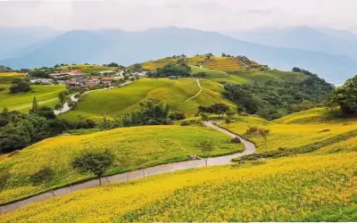 Khám Phá Vẻ Đẹp Rực Rỡ Của Hoa Kim Châm Và Cách Trang Trí