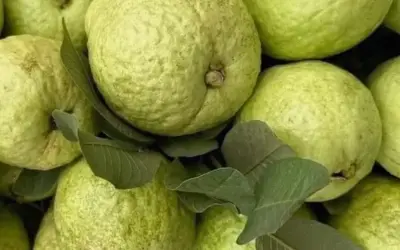 Thực phẩm Tốt Nhất Để Tăng Cơ Bắp – Hướng dẫn Chi tiết!