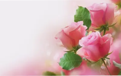 Khám Phá Bộ Sưu Tập Hình Nền Hoa Hồng Đẹp Và Độc Đáo