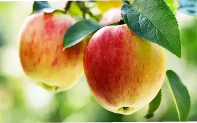 Khám phá thực phẩm lý tưởng cho bệnh nhân tiểu đường tuýp 2