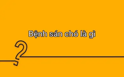 Bệnh sán chó là gì