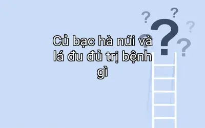 Củ bạc hà núi và lá đu đủ trị bệnh gì