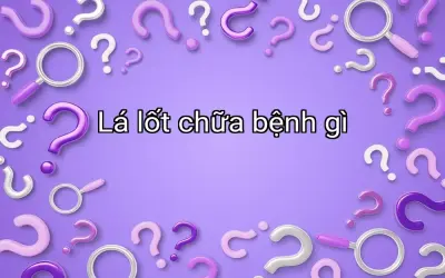 Lá lốt chữa bệnh gì