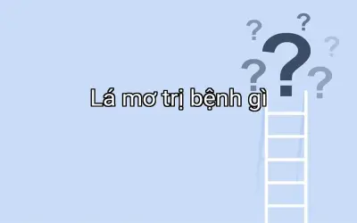 Lá mơ trị bệnh gì