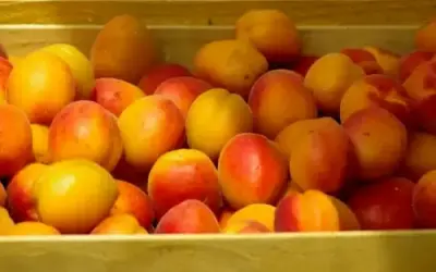 Khám phá thực phẩm tốt nhất cho hệ miễn dịch trẻ sơ sinh!