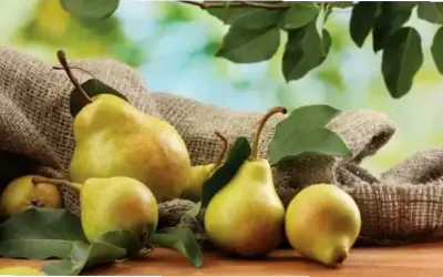 Top thực phẩm cho người suy thận – Bảo vệ sức khỏe ngay!