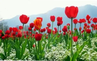 Khám Phá Hoa Tulip Ngày 8/3: Món Quà Ý Nghĩa Cho Ngày Đặc Biệt