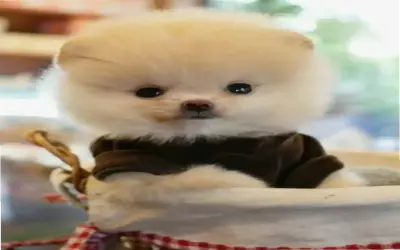 Khám Phá Avatar Chó Kawaii Siêu Dễ Thương Ngay!