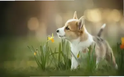 Tạo Ngay Avatar Chó Động Vật Độc Đáo Và Siêu Hấp Dẫn!