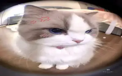 Khám Phá Avatar Chó Nghiêng Đầu, Hài Hước Và Độc Nhất!