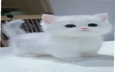 Hãy Khám Phá Avatar Mèo Đáng Yêu, Độc Đáo Ngay Hôm Nay!