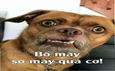 Khám Phá Avatar Hài Hước Của Gấu Lười Biếng Ngay!