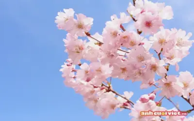 Hãy Khám Phá Avatar Hoa Phong Cảnh Đẹp Mê Ly Ngay!