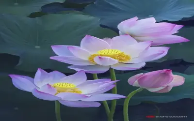 Khám Phá Avatar Hoa Văn Độc Đáo, Hấp Dẫn Ngay!