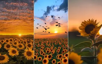 Discover the Artistic Sun Avatar: A Unique Masterpiece!