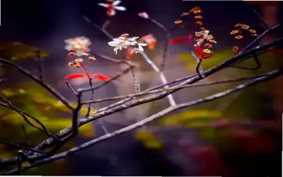 Khám Phá Avatar Mùa Xuân Aesthetic Độc Đáo Và Hấp Dẫn!