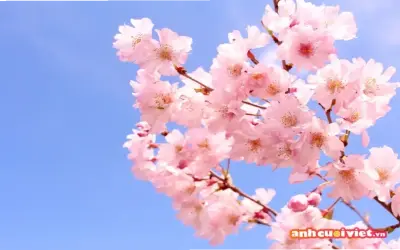 Khám Phá Avatar Mùa Xuân Đẹp, Độc Nhất, Hấp Dẫn Ngay!