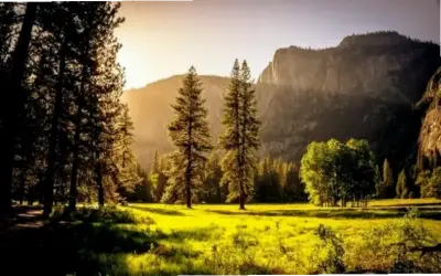 Khám Phá Avatar Rừng Đẹp, Độc Nhất Và Hấp Dẫn Ngay!