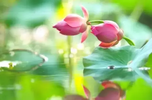 Hình Nền Hoa Sen Đẹp: Bí Quyết Làm Mới Màn Hình Cho Phụ Nữ Hiện Đại