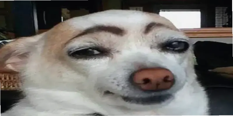 Khám Phá Avatar Chó Meme Hài Hước Độc Đáo, Siêu Hấp Dẫn!