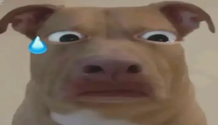 Khám Phá Avatar Chó Nâu Bựa Siêu Độc Đáo Và Hấp Dẫn Ngay!