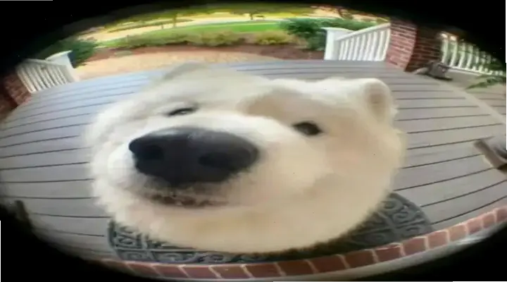 Khám phá Avatar Cún Dễ Thương độc đáo, đáng yêu và đầy bất ngờ ngay!