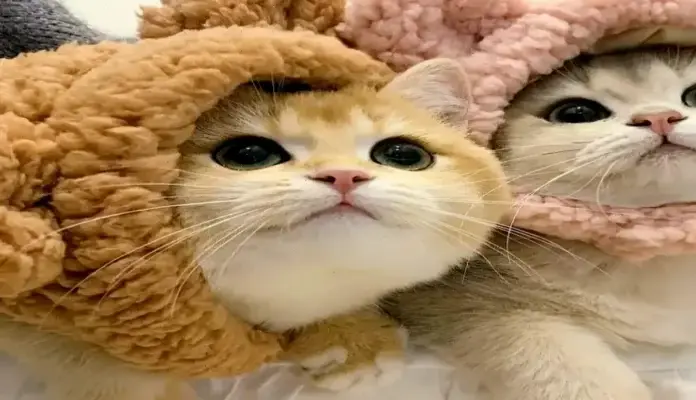 Hấp Dẫn Với Avatar Đôi Chó Mèo Dễ Thương Và Ấm Áp!