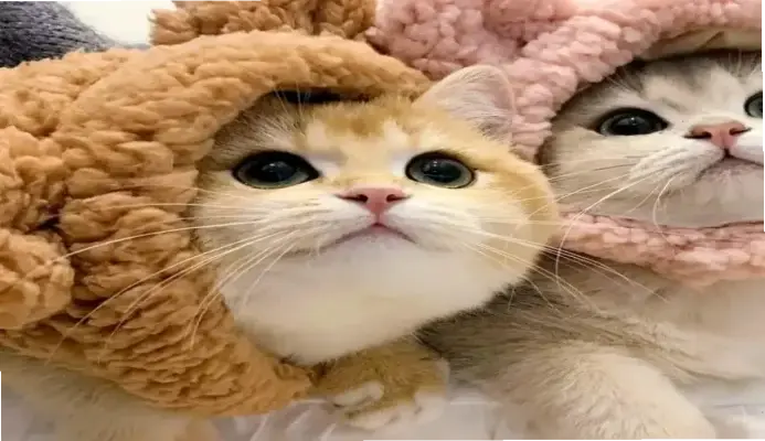 Avatar Mèo Đôi: Hướng Dẫn Tạo Và Những Lợi Ích Tuyệt Vời