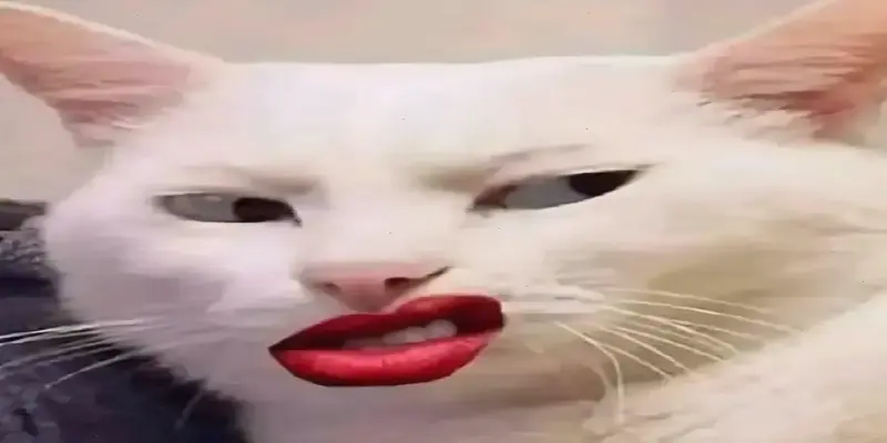 Khám Phá Avatar Mèo Hài Bựa! Độc Nhất, Hấp Dẫn Bạn Nhấp Ngay.