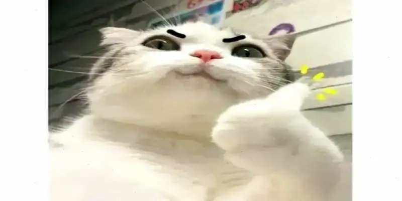 Khám Phá Avatar Mèo Hài Hước Dễ Thương, Độc Nhất Và Hấp Dẫn Ngay!