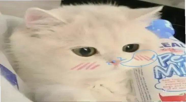 Gặp Jack, chàng trai ngớ ngẩn hài hước nhất, chờ bạn khám phá!