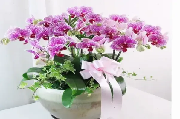 Hãy Khám Phá Cách Sử Dụng Hoa Lan Chúc Mừng Để Phát Triển Bản Thân