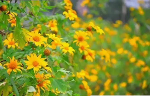 Hoa Dã Quỳ: Khám Phá Hình Ảnh Đà Lạt Và Cách Trang Trí Đẹp Mắt