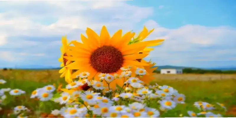 Hoa Hướng Dương Trang Trí: Cách Làm Mới Lạ Để Nhà Bạn Rực Rỡ Hơn