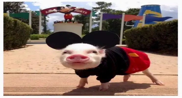 Khám phá Hình avatar heo vui nhộn độc nhất, hấp dẫn và thôi thúc nhấp chuột!