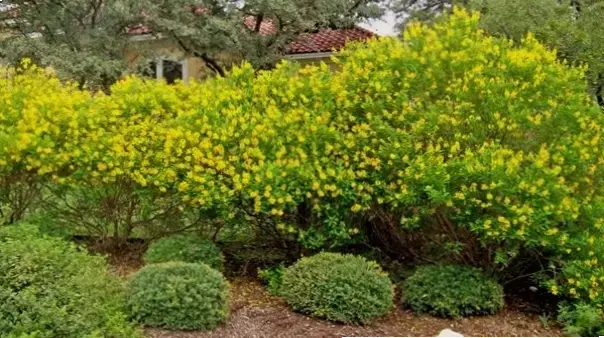 Hoa Kim Đồng: Bí Quyết Làm Đẹp Không Gian Sống Với Hoa Vàng Rực Rỡ