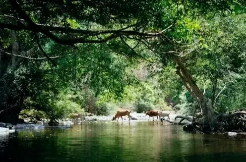 Khám Phá Hình Nền Rừng Mưa Amazon: Nguồn Cảm Hứng Cho Doanh Nhân