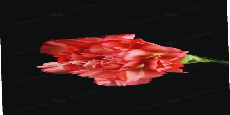 Hoa Cẩm Nhung: Bí Quyết Trang Trí Nhà Cửa Và Khu Vườn Đẹp Mê Ly