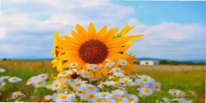 Khám Phá Vẻ Đẹp Của Hoa Hướng Dương Đồng Quê Ấn Tượng