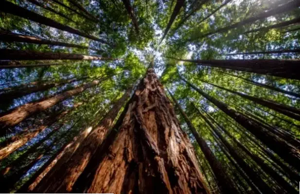 Hành Trình Khám Phá Ảnh Phật Quan Âm Trong Rừng Linh Thiêng Và Bình Yên