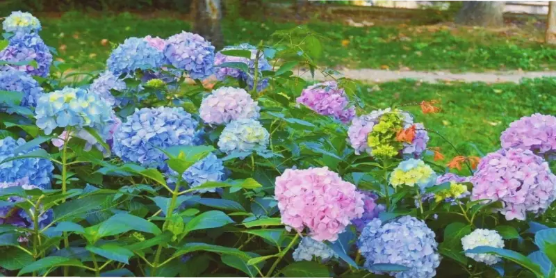 Hành Trình Khám Phá Hoa Cẩm Tú Cầu Đà Lạt: Từ Ảnh Đến Trang Trí