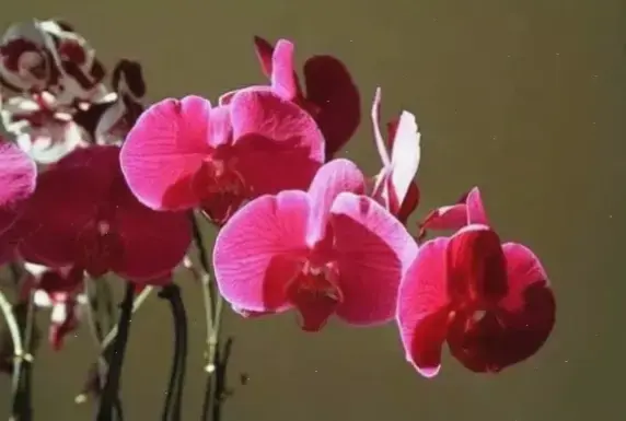 Hoa Lan Tết: Hướng Dẫn Chọn Loài Đẹp Và Ý Nghĩa Nhất